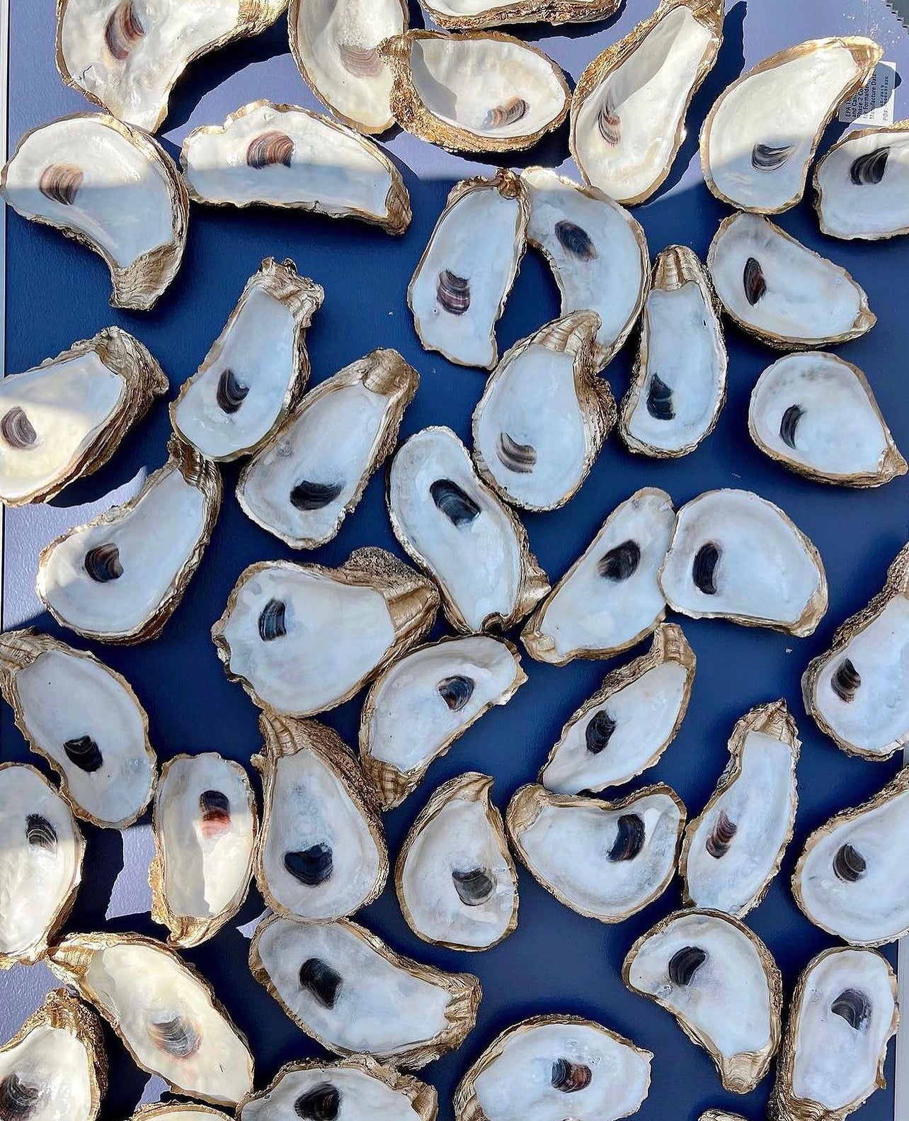 Large Dish Oyster Shell